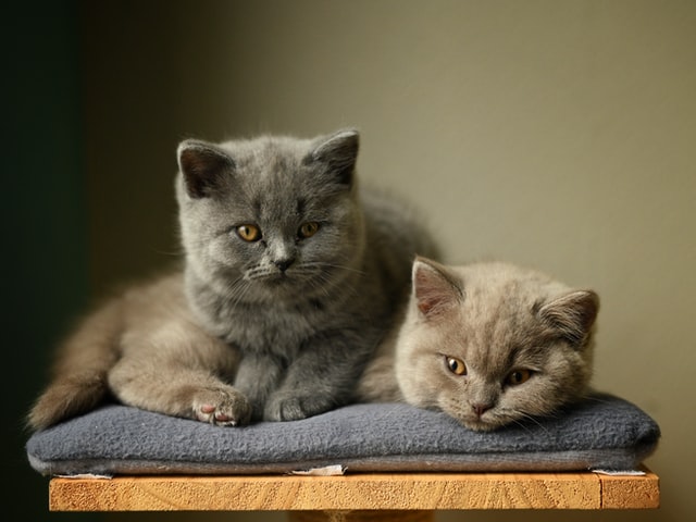 Malaysian store cat breed