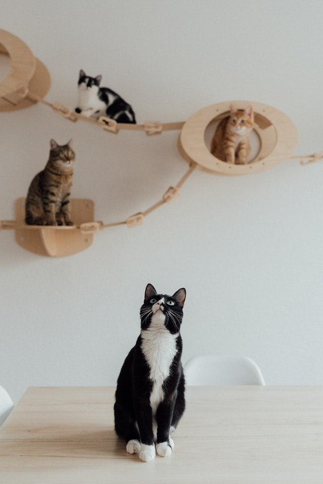 5 Best Cat Products That Will Change Your Life Pottycats