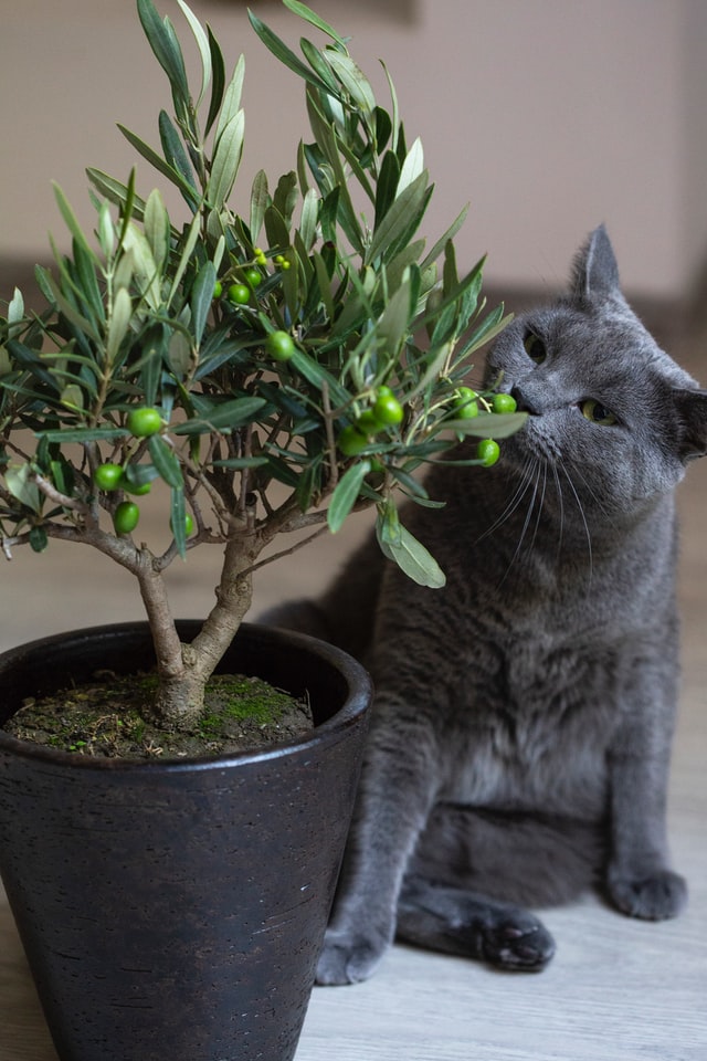 ficus benjamina plant Ficus benjamina 'TooLittle'