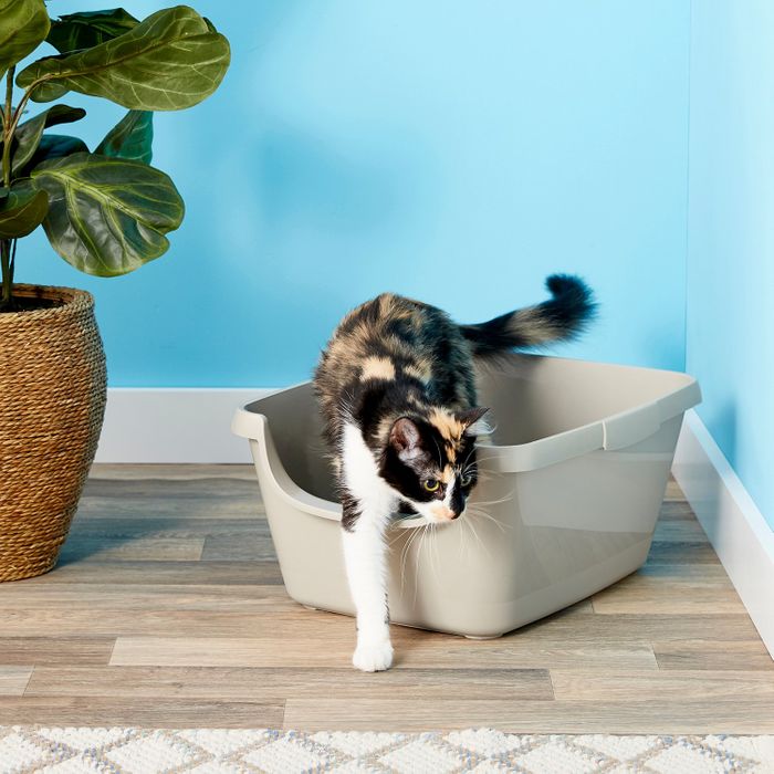 Calico cat walking out from the open litter box