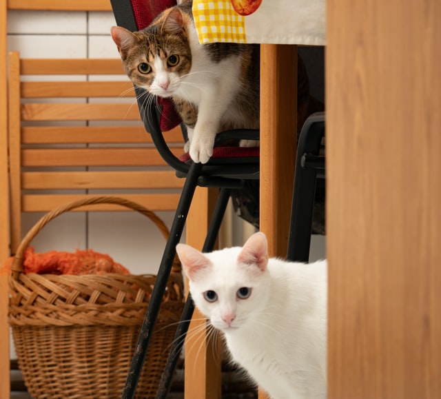 Do Male or Female Cats Make Better Pets?