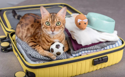 how to take care of cats during raya