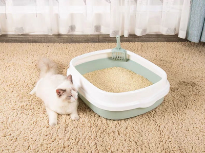 Potty training a ragdoll cat with an open litter box with scooper