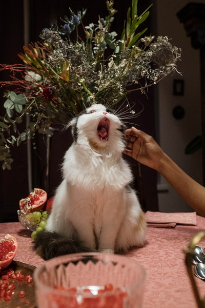 a cat meowing