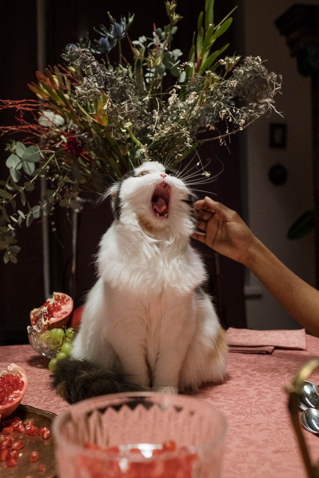 10 Cat Talk (Meow) Every Cat Parent Must Know