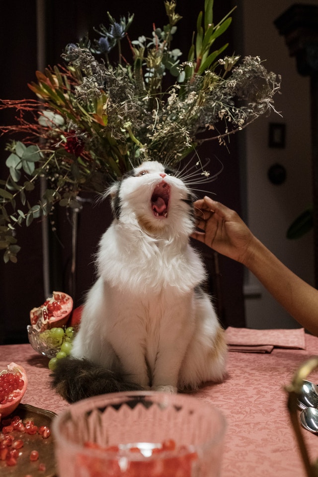a cat meowing