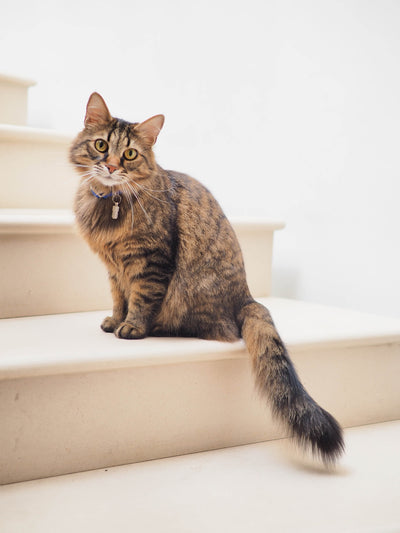 How much to spend on your cat?