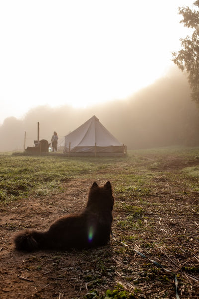 Pet friendly campsites near kuala lumpur malaysia