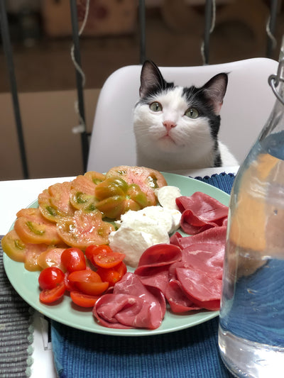cat sitting at dining table looking at food 