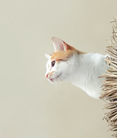do cats really have nine lives?