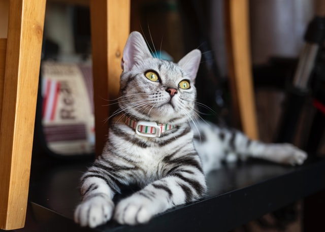 5 Items Your Cat Might Not Need