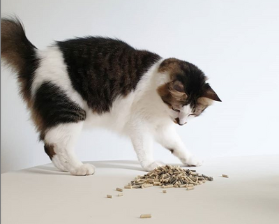 Pottycats best cat litter Malaysia