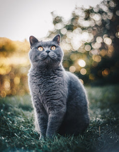 5 Things to Know About British Shorthair Cats