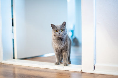 How to welcome your new cat?