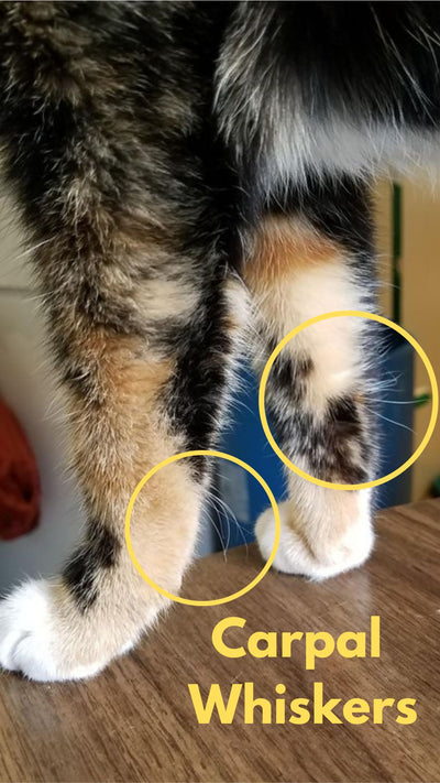 carpal whiskers