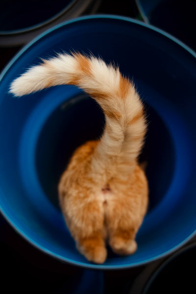 Cat FIP (Feline Infectious Peritonitis) What is it?