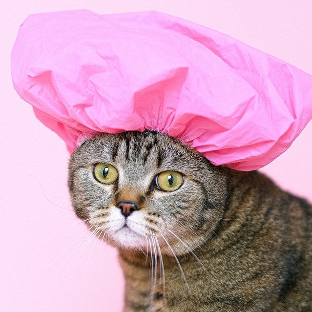 Does your cat require grooming?