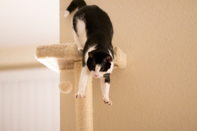 Why Do Cats Get Zoomies After Using Litter Box?