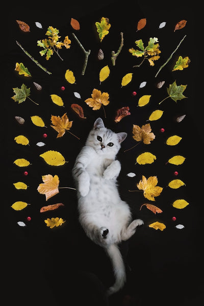 Does Catnip Really Work?