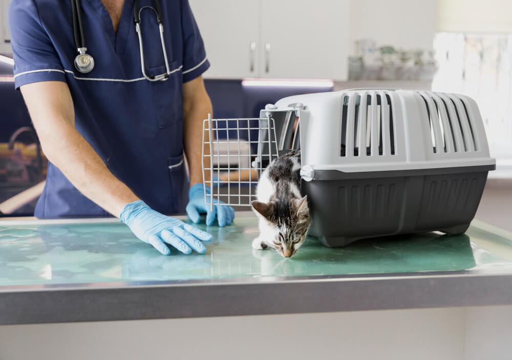 veterinarian with cat getting out of cage for vaccination