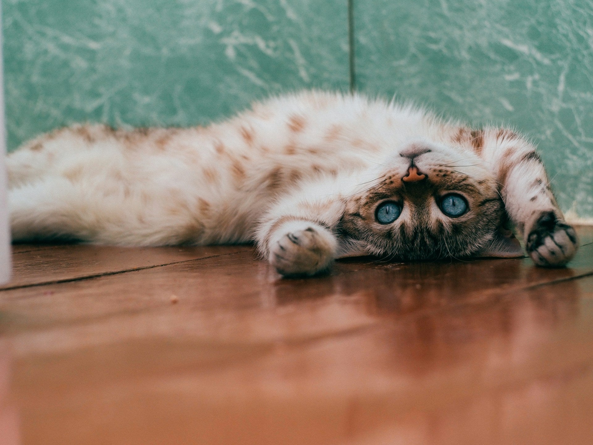 How Long Can Cats Live?