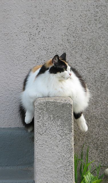 How Chonky Can Your Cat Get?