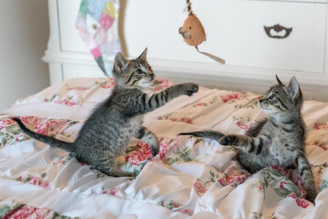 Two grey tabby kittens playing with fish rod cat toy