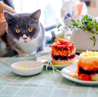 Can Cats Get Diabetes?