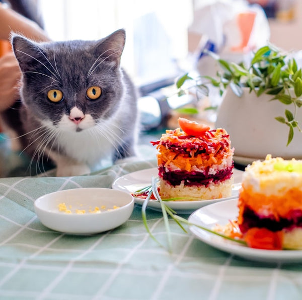 Which Cat Food Is Best for Your Cats - Homemade, Indie or Commercial?