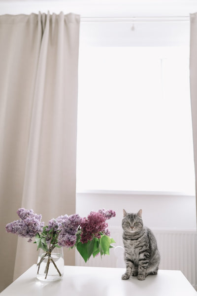 Top 10 Home Triggers For Cat Asthma 