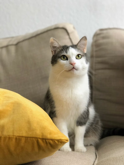 pet insurance in malaysia