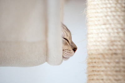 How to Care for Senior Cats