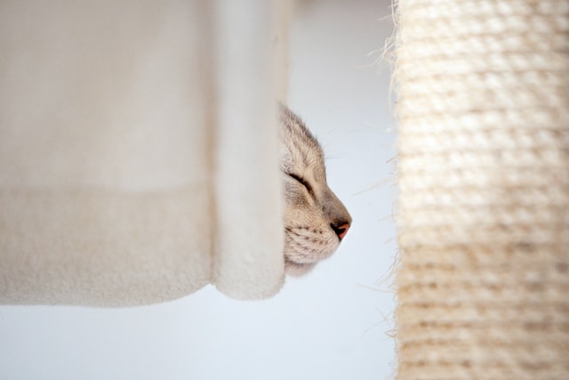 How to Care for Senior Cats