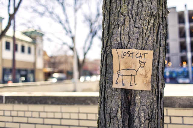 how to find your lost or missing cat