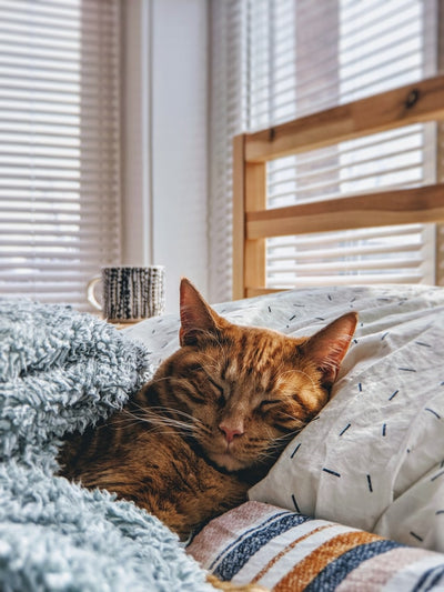 How to Train Your Cat to Sleep at Night?