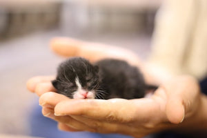 How to Take Care of Newborn Kitten