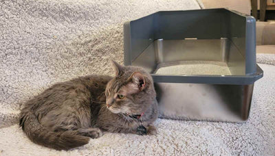What Your Cat’s Litter Box is Trying to Tell You