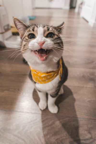 can cats lose their meow?