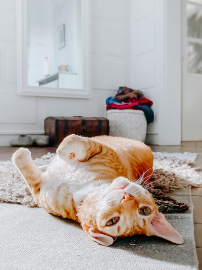 do cats shed because it's hot weather