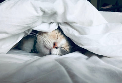 5 Reasons Why Owning A Cat Improves Your Health
