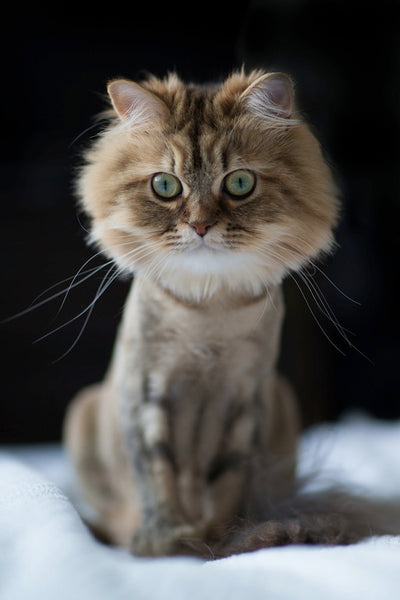 Types of Cat Haircuts