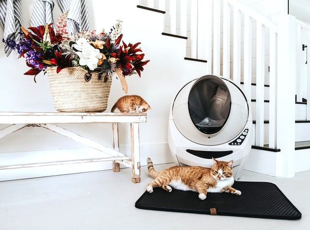 automatic cat litter box