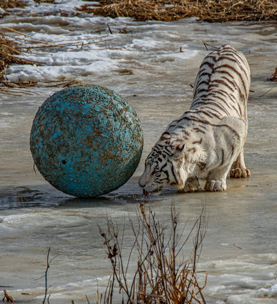 The Big Cat Predictions for 2022
