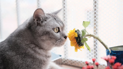 Why One Cat’s Poop Smellier Than the Others?