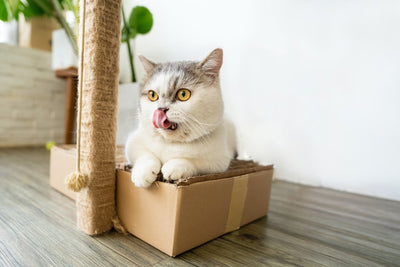 5 Things to Know About the Munchkin Cat