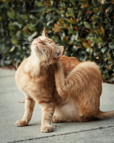 cat chin mites and ear mites 