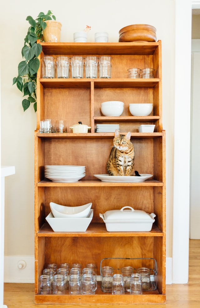 Hacks To Remove Cat Litter Odor When You Are Away