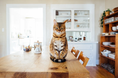 Bengal cat waiting for homemade cat food on kitchen's table 