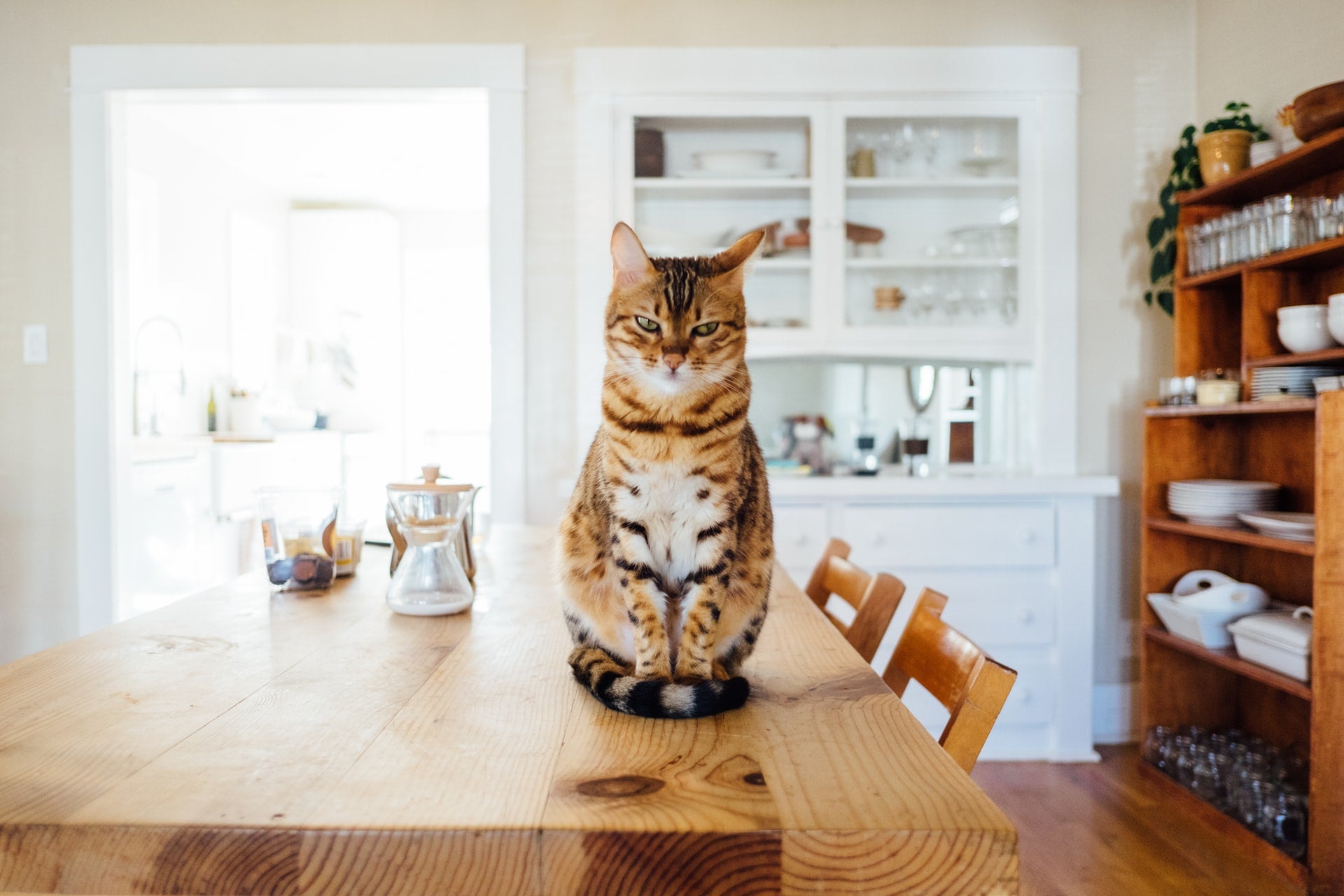 Bengal cat waiting for homemade cat food on kitchen's table 