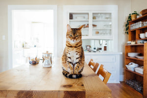 Is Homemade Cat Food the Best Option for Your Cat?